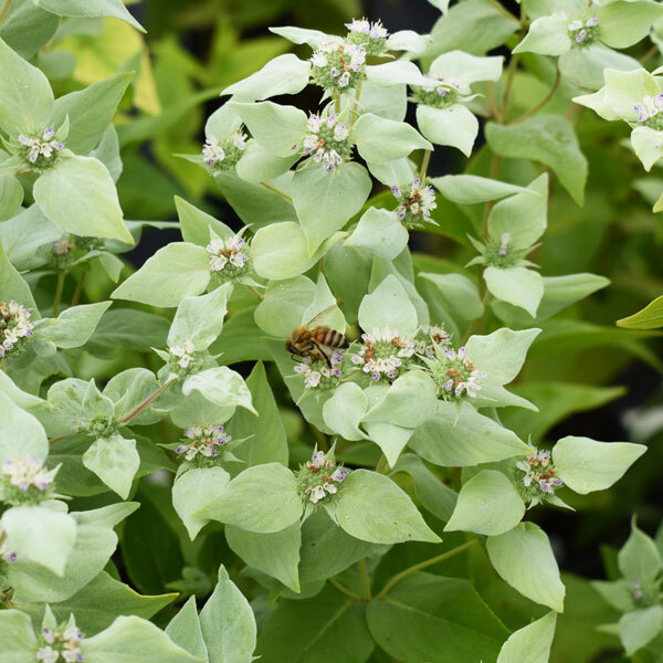 bee on silvery foliage of mountain pink with small pink flowers