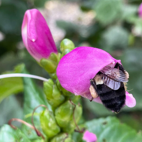 bee inside a pink turtlehead flower with it's rear hanging out