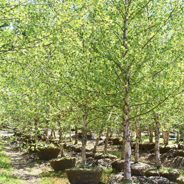 line of b&b river birches with white peeling bark