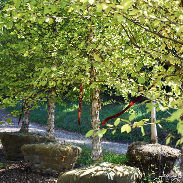 birch trees with burlap wrapped roots, red shiny ribbons hung on branches