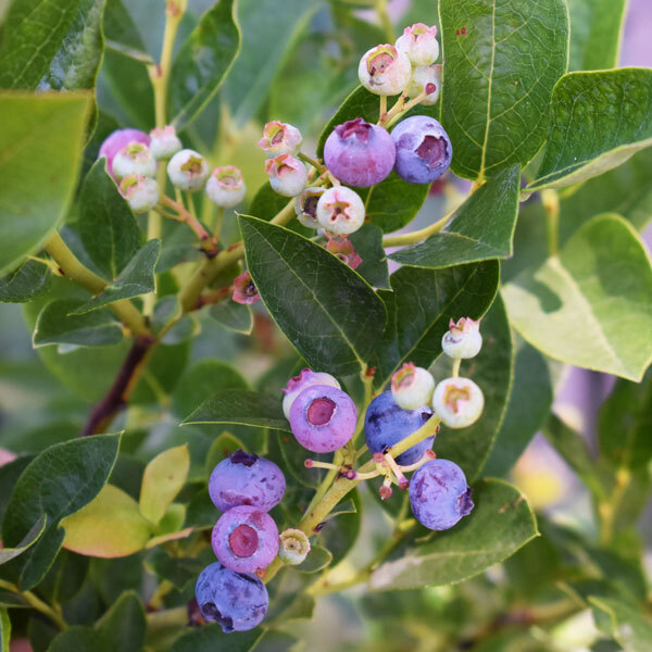 white, purple and blue blueberries at different stages of ripeness in front of green foliage