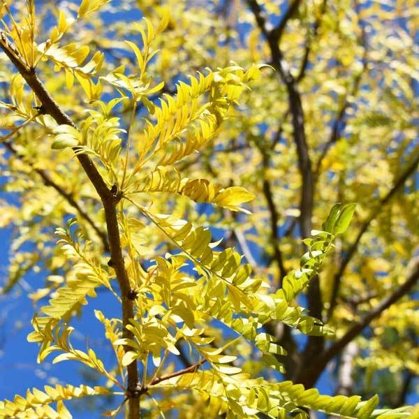 golden leaves on a honeylocust brand infront of blurred yellow foliage and blue skies