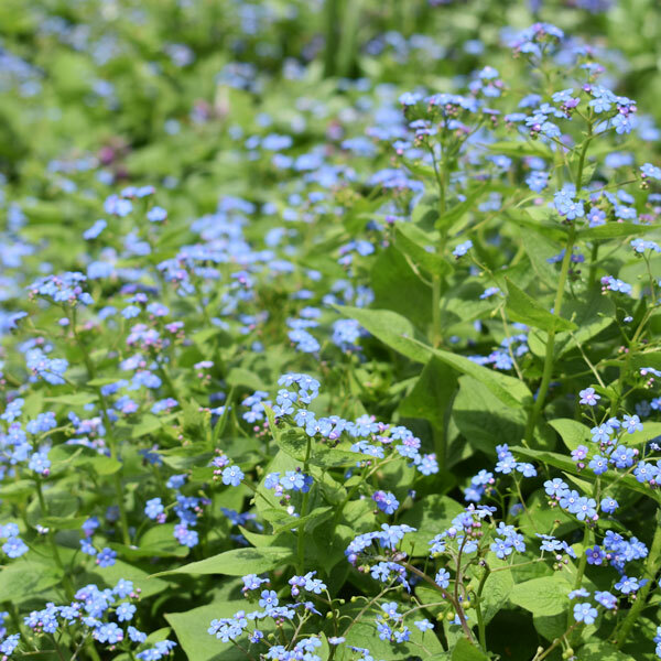 small blue flowers on bright green foliage spread across ground