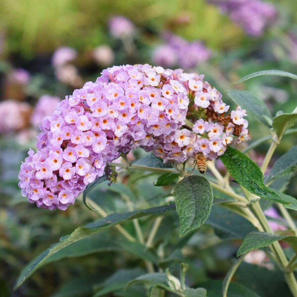 honeybee visiting pale lilac butterfly bush flower