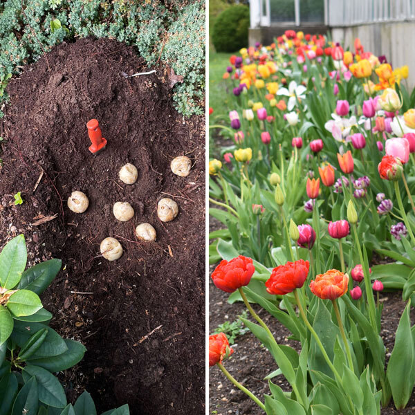 split screen: one side planting bulbs in dirt, one side a row of tulips