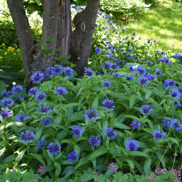 a bushy perennial with many round blue flowers with thin petals
