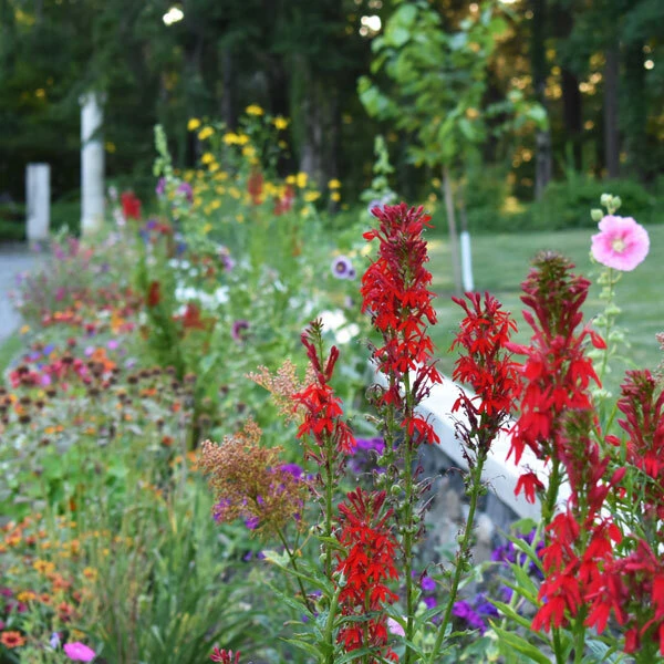 colorful garden with red cardinal flower in front