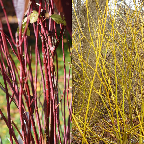 two images side by side of dogwood shrub stems, one with red stems and one with yellow stems