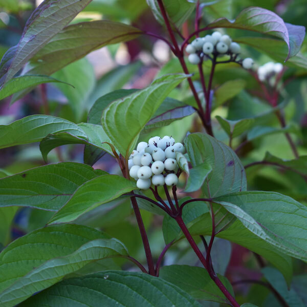 shrub with green leaves, purple stems and white berries