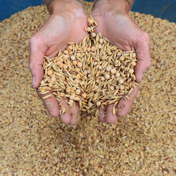 two hands holding seeds in front of many blurred seeds in the background