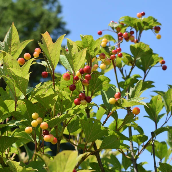 red and yellow berries on cranberrybush with vibrant green foliage