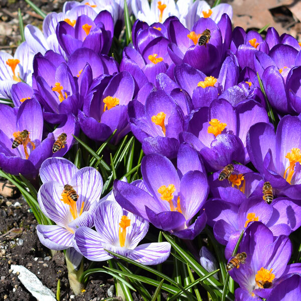 Bees visiting both purple and striped crocus (saffron)