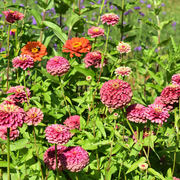 pink zinnias in a garden bed