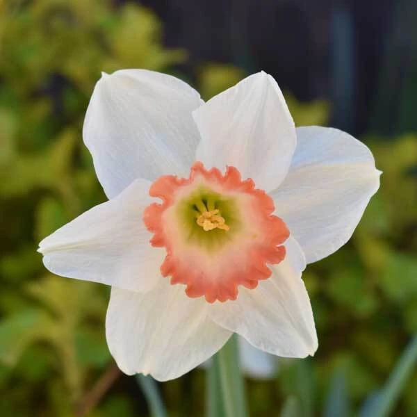 White daffodil flower with a peachy pink center