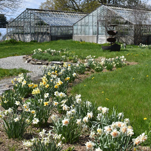 daffodils flowering in a line along the edge of a garden wall