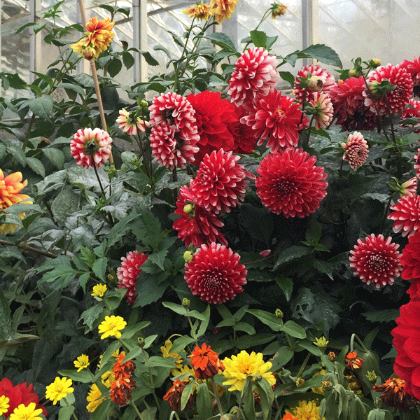 dahlias in a garden in front of glass panels 