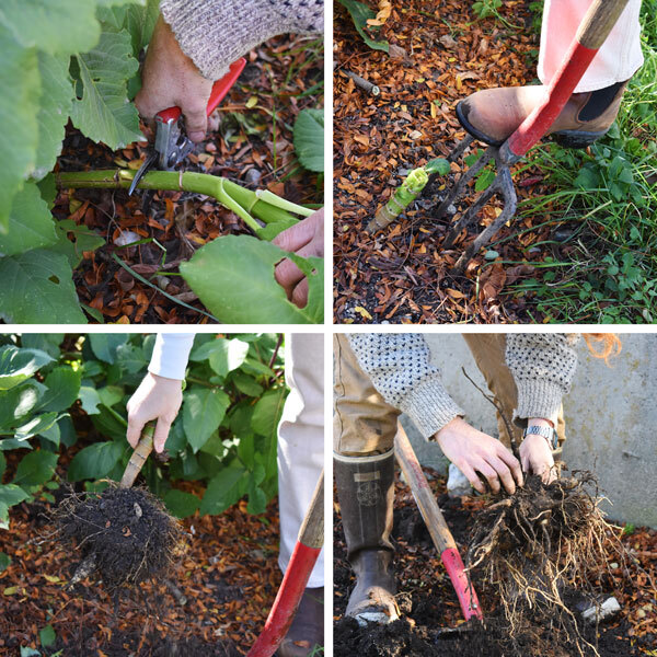 four quadrants showing the steps of saving a dahlia tuber
