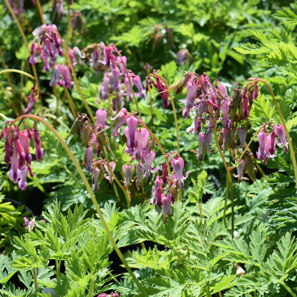 rosy-purple heart shape flowers on long stems with airy, short foliage
