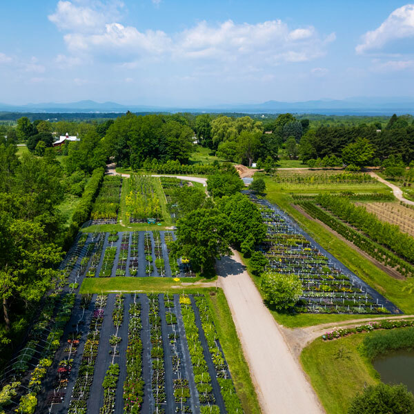 drone shot of growing mats and distant mountains