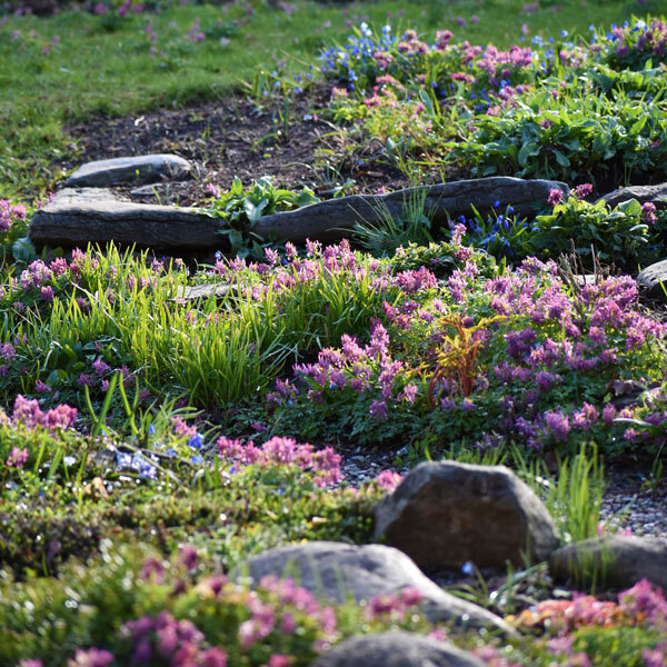 sunlit low-growing early spring flowers