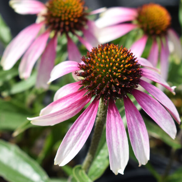 light pink echinacea with slender petals