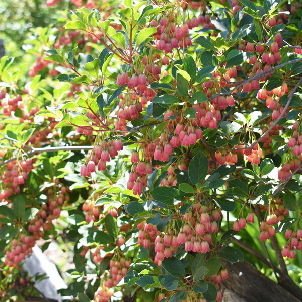 a bush with clusters of pink bell shaped flowers hanging