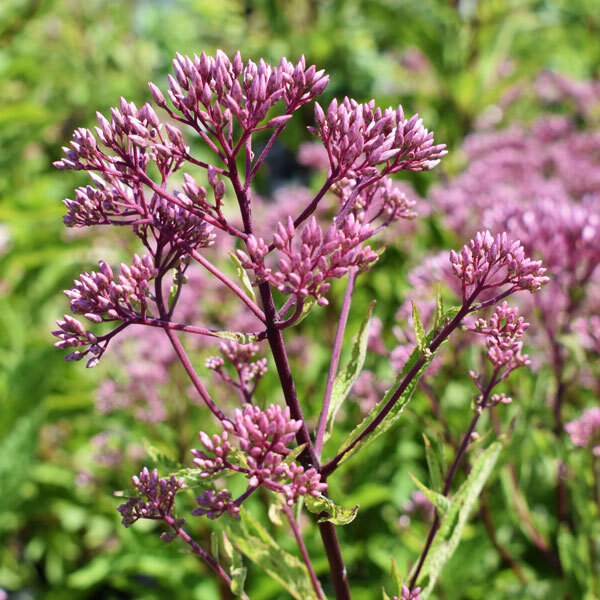 pink blooms of joe pye weed in front of blurred foliage