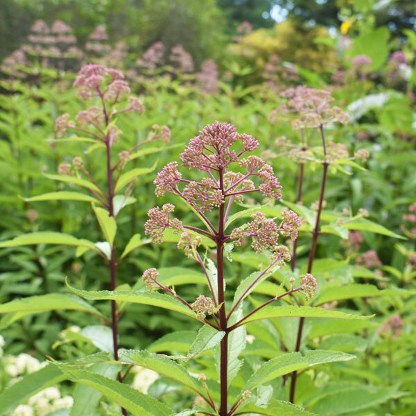 pink joe-pye weed flowers with dark red stems