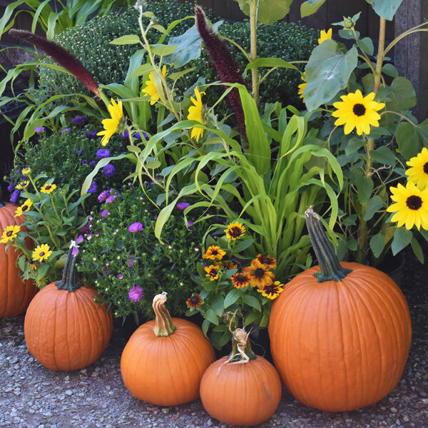 pumpkins, sunflowers, and fall annuals on the ground 