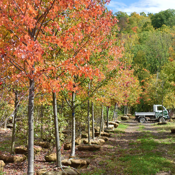row of balled and burlapped trees with fall foliage, small truck in the background