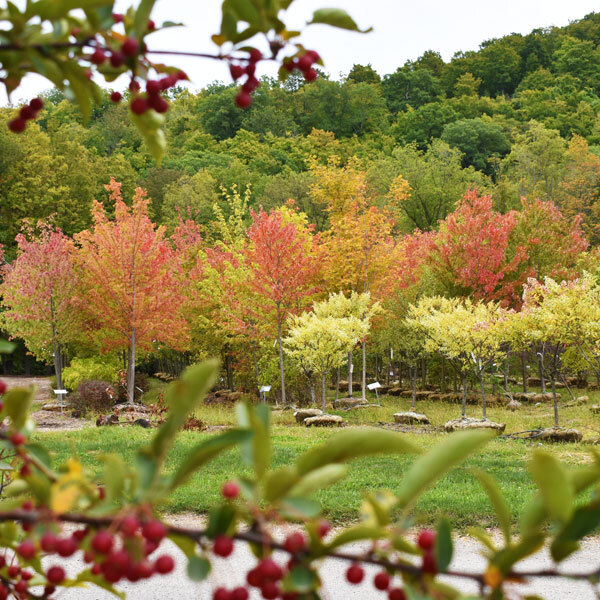 rows of trees with fall foliage infront of a hill