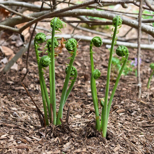 fiddlehead ferns uncurling from mulch