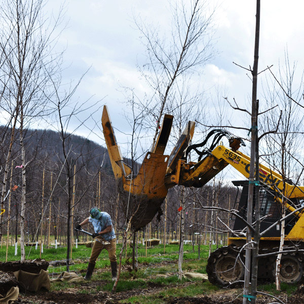 a man digs with shovel while a large yellow machine grabs a plant, among tree rows