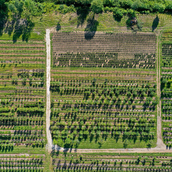 Rows of trees in a growing field from an aerial view