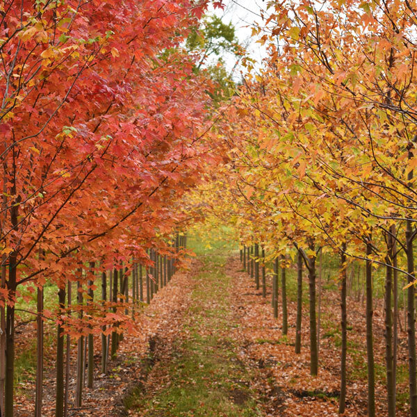 rows of trees with fall foliage, one side orange and one side yellow
