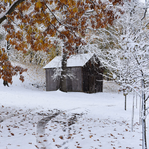 barn in snow with oak tree foliage