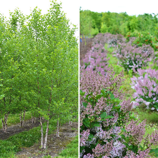 split screen, left half with birches growing in a field, right half with rows of lilacs