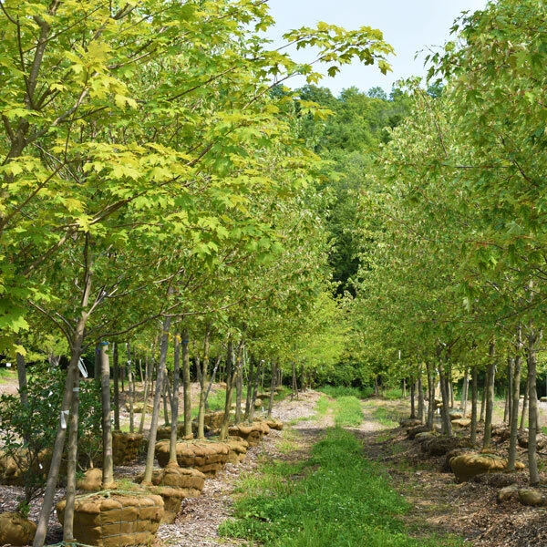 rows of balled and burlapped maple trees with green foliage