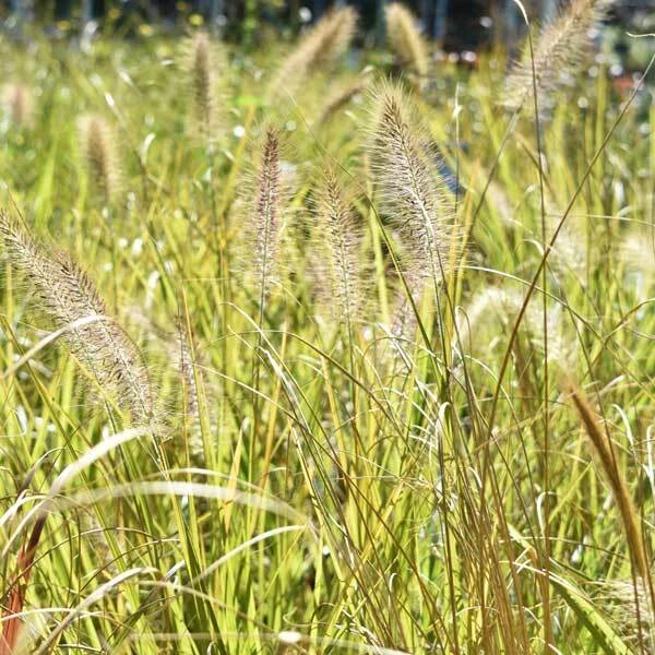 golden grass with seed plumes