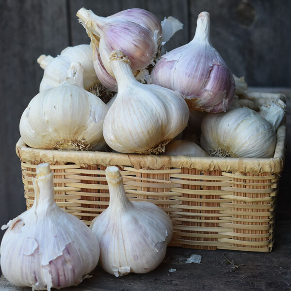 seed garlic bulbs in a woven basket in front of dark background