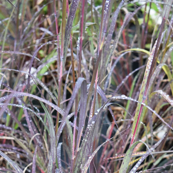 close up of strands of bronze, red, green grass with dew