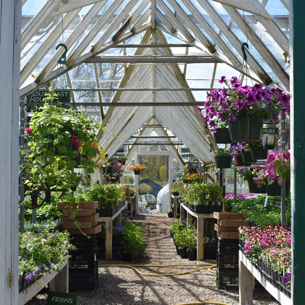 the center aisle of a greenhouse with hanging baskets and plant starts