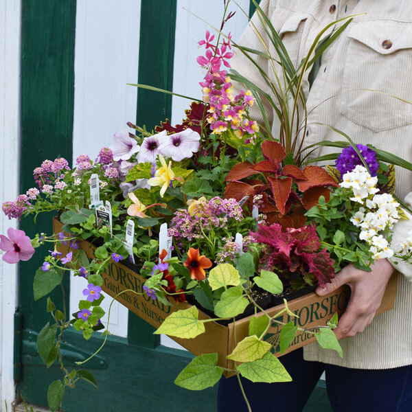 hands holding a carboard tray with many annuals inside
