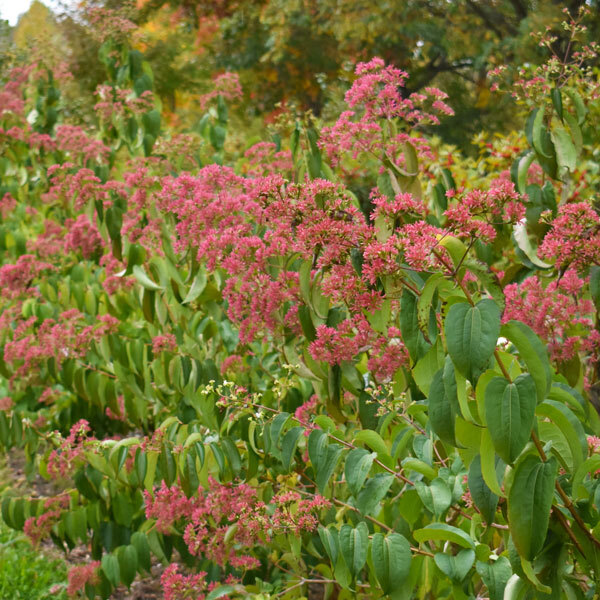 seven son flower shrubs in a row with pink calyces