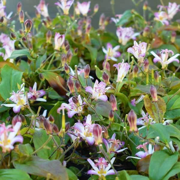 small light purple toad lily flowers on low, wide, dark green foliage