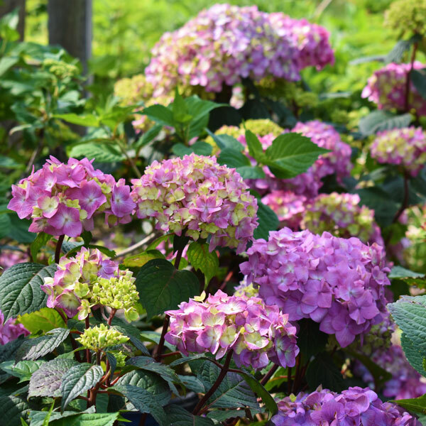 hydrangea with pink blooms in front of blurred foliage