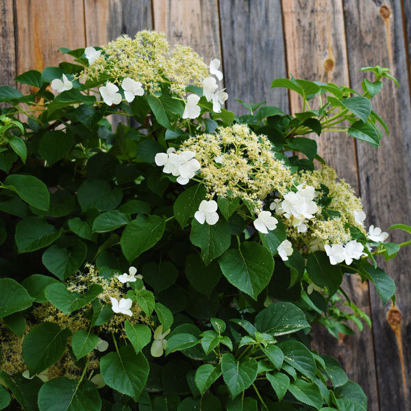 climbing hydrangea with white flowers on a wooden surface