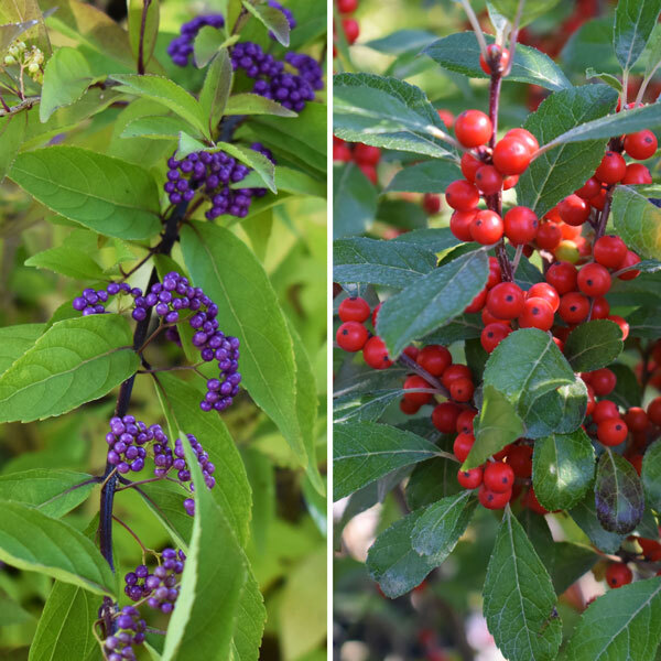 split screen: half a shrub stem with purple berry clusters, half red winterberries