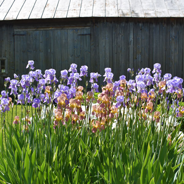 periwinkle and peach irises infront of a wooden barn