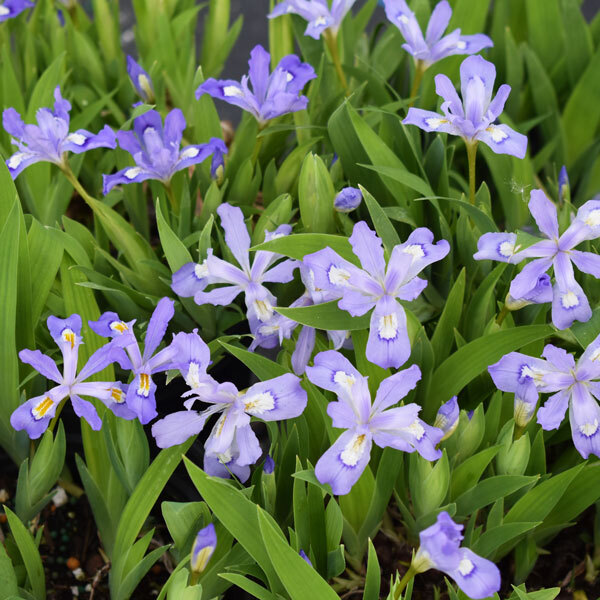 light blue crested iris blooms with straight green foliage
